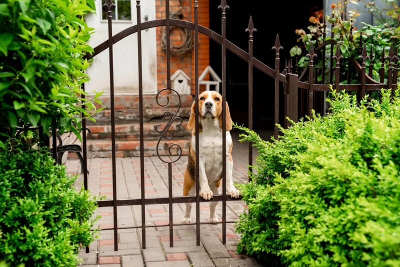 Dog Breeds Beagle The Iron Gate In The Garden Of A Country House