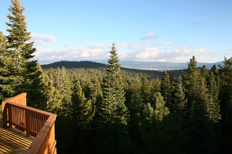 mountain views with pine trees