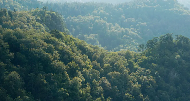 hills of forest
