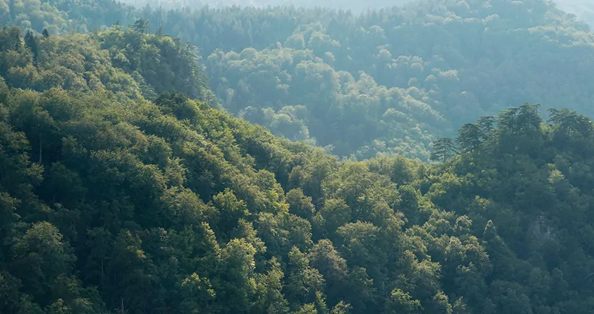hills of forest